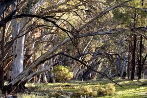 Wilpena Pound Red River Gums